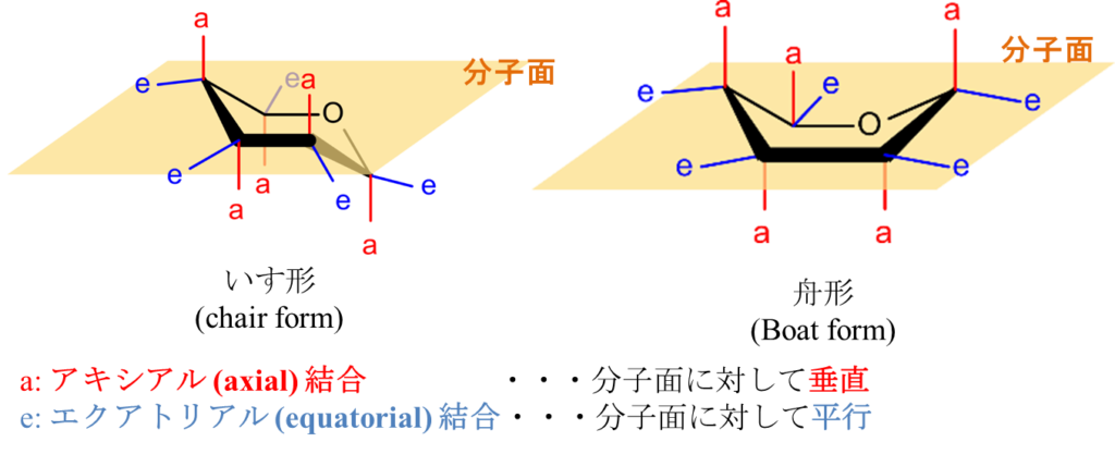 単糖の分子の形
いす形、舟形