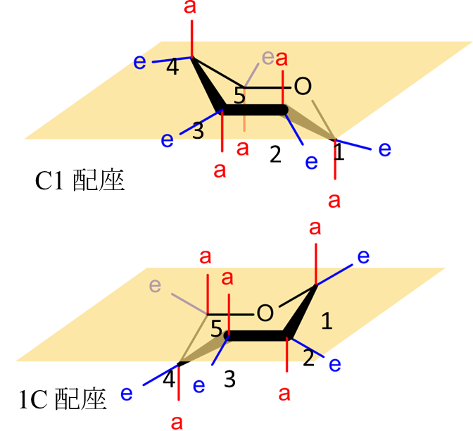 C1 配座
1C 配座
エクアトリアル結合
アキシアル結合