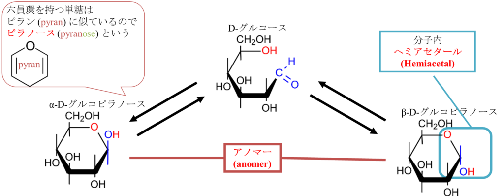 D-グルコースの分子内へミアセタール形成（ピラノース形成）