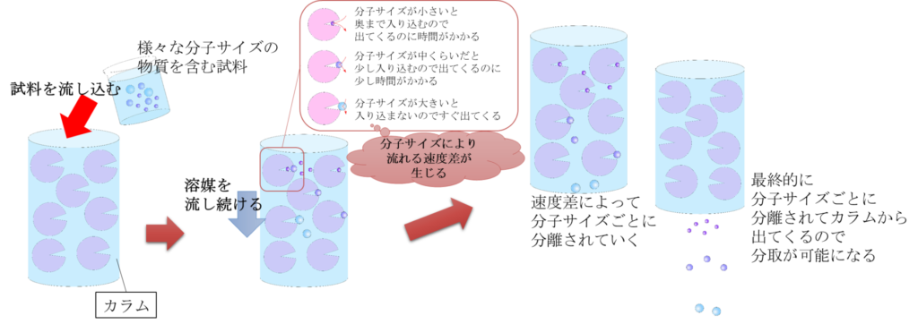 ゲルろ過クロマトグラフィーの原理。小さいサイズの分子は担体の穴の奥まで入り込むため、流れる速度が遅くなる。一方で大きいサイズの分子は担体の穴に入り込まないので流れる速度が速くなります。この差を利用することで分子サイズごとにサンプルを分離することができます