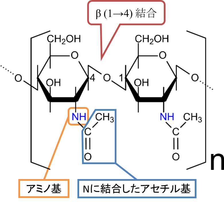 キチンの構造。N-アセチル-D-グルコサミン (D-GlcNAc) が β(1→4) 結合でつながった多糖である。構造はセルロースとにて、直鎖状をとっている