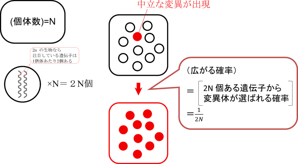 固体数がNの集団について考える。１個体あたりある遺伝子は2個あるので集団内には２N個の遺伝子があります。あるときに中立な変異が出現したとすると、この変異が広がる確率は２N個の遺伝子から1つが選ばれる確率と考えられるので1/2Nとなります。