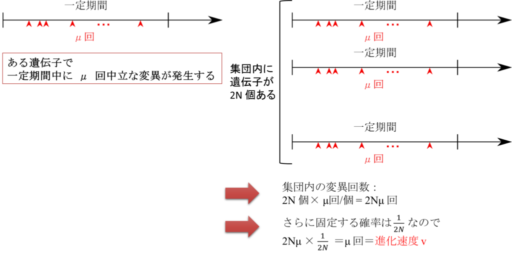 一定期間内に μ回中立な変異が発生するとします。すると集団全体では、この遺伝子は 2N 個あるので、一定期間内に集団全体で起こる変異は 2Nμ 回となります。さらに、発生した変異が集団に広がり切る確率は 2N分の1 なので、中立な変異が発生して集団に広がり切る頻度は μ 回ということになります。