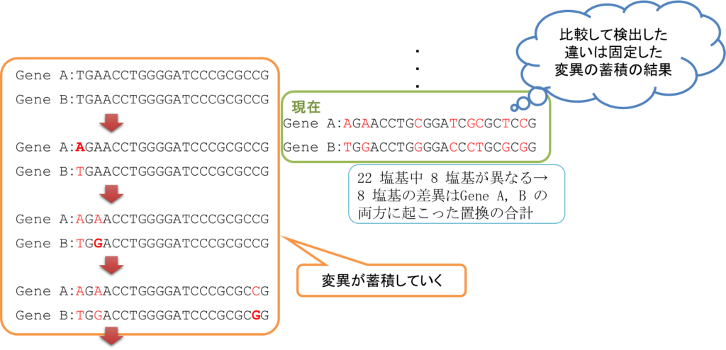 分岐時点では完全に一致しているが、進化が進むにつれて、それぞれの配列で置換が蓄積されていき、現在の姿に至る。