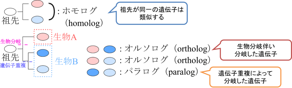 同一の祖先をもつ遺伝子の関係のことをホモログといいます。さらに、生物分岐に伴い分岐した遺伝子の関係をオルソログ、遺伝子重複によって分岐した遺伝子の関係をパラログといいます