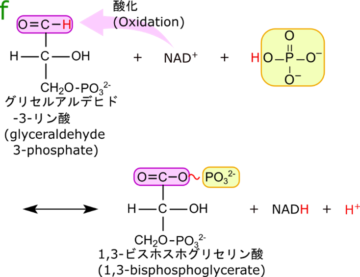 グルセルアルデヒド-3-リン酸デヒドロゲナーゼはNAD＋を消費してグリセルアルデヒド３リン酸を酸化します。するとアルデヒド基がカルボキシル基に変換され、ここにリン酸が付加されて 1,3-ビスホスホグリセリン酸が産生されます。