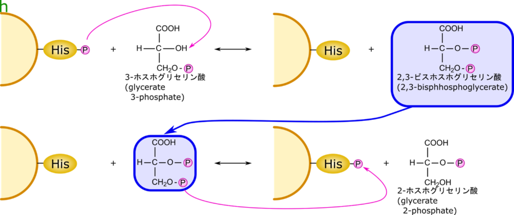 3-ホスホグリセリン酸の2位に酵素のヒスチジンと結合しているリン酸基が転位する。2,3-ビスホスホグリセリン酸が一度生成されるが、その後元々あった３位のリン酸基がヒスチジンに転位させられ、2-ホスホグリセリン酸が生成される