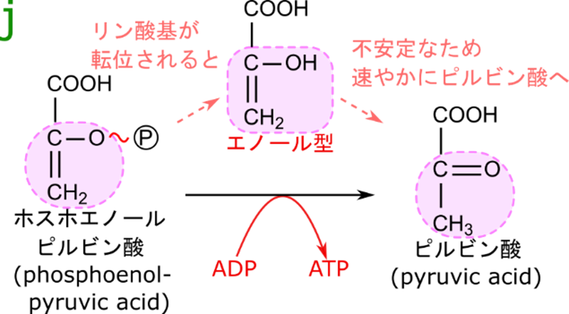 ホスホエノールピルビン酸からリン酸が転位されるとピルビン酸のエノール型へ返還されます。このエノール型は極めて不安定のため速やかにピルビン酸へ変換されます