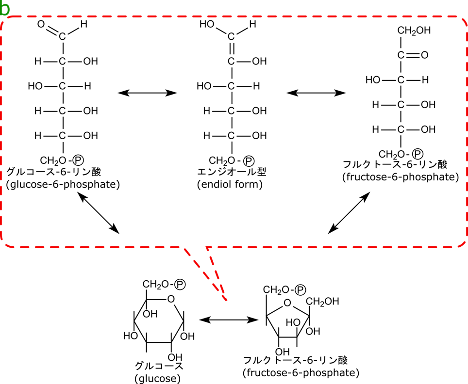 グルコール-6-リン酸は環が開いて鎖状構造をとります。その後、エンジオール型を介してフルクトース-6-リン酸に変換されます。エンジオール型の分子は1-2位間に二重結合、1位と2位の炭素にそれぞれ水酸基が一つずつ結合している構造をしています。
