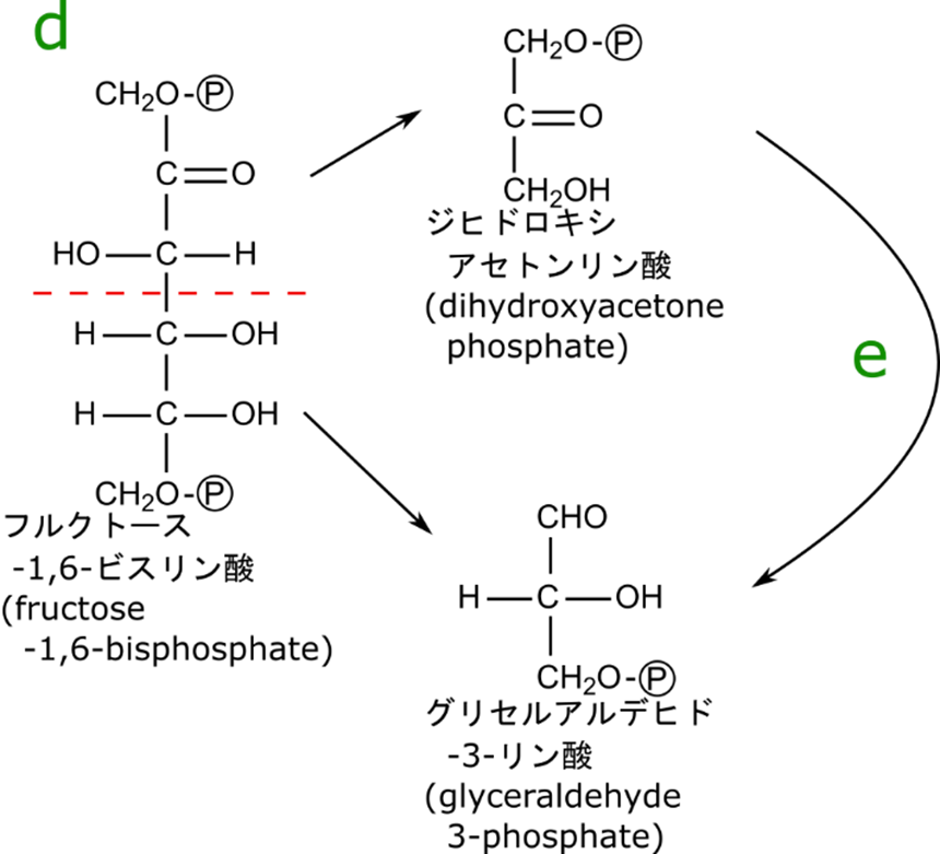 フルクトース-1,6-ビスリン酸3-4位間で切断すると片側はジヒドロキシアセトンリン酸に、もう一方はグリセルアルデヒド-３-リン酸に変換される。ジヒドロキシアセトンリン酸は異性化してグリセルアルデヒド３リン酸に変換されます。