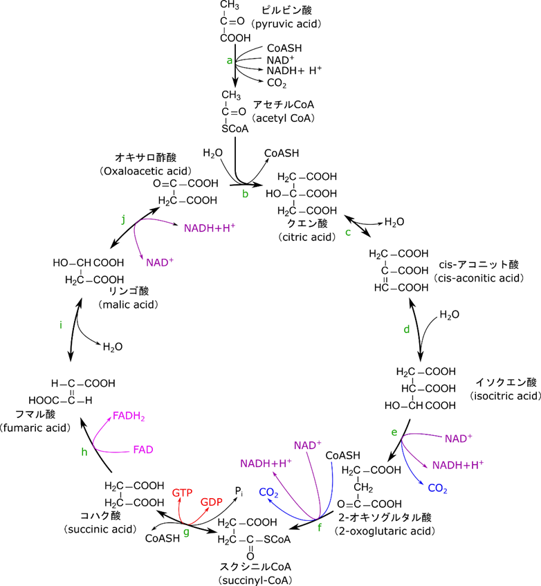 TCA 回路の概要を記載しています。ピルビン酸から生成されたアセチルCoA とオキサロ酢酸が縮合してクエン酸となり回路に入ります。その後順次 cis-アコニット酸、イソクエン酸、2-オキソグルタル酸、スクシニル CoA、コハク酸、フマル酸、リンゴ酸、オキサロ酢酸となってアセチルCoAと縮合するステップに戻ります。