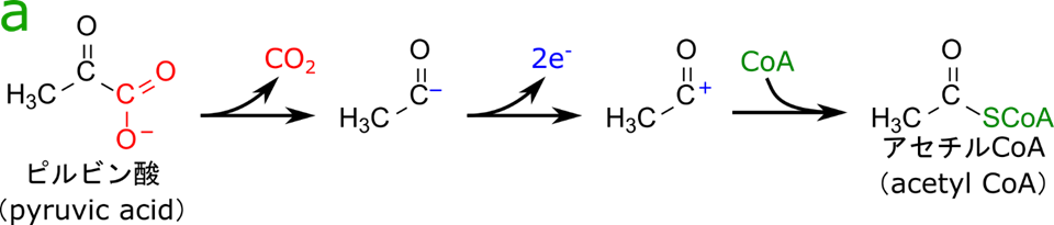 ピルビン酸はカルボキシル基部分が炭酸として脱離します。この際、脱離した部位が負電荷になります。ここから参加により電子が引き抜かれ、カルボカチオンになり、ここに CoA のチオール基が結合してアセチル CoA となります。