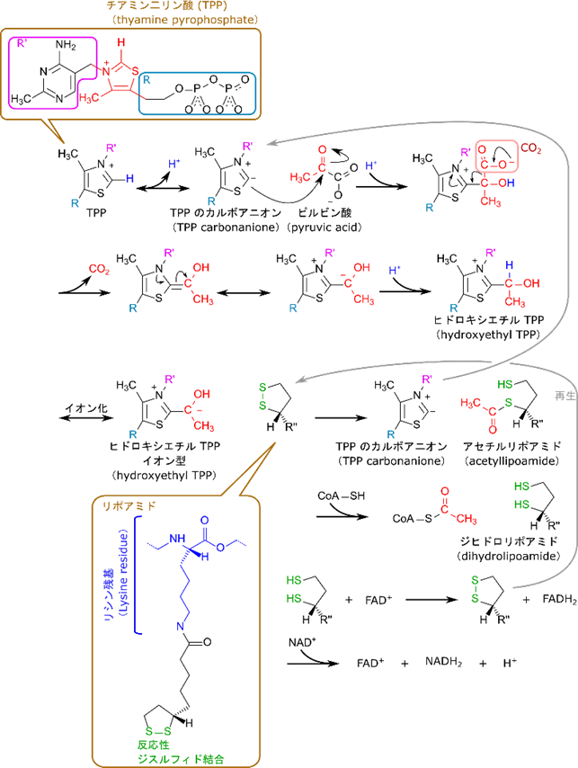 ピルビン酸はチアミン二リン酸を触媒として利用し、炭酸を放出してリポアミドに引き渡されます。その後、coenzyme A にアセチル基が引き渡されて、アセチル CoA が産生されます。その後リポアミドは FAD により酸化されて元に戻され、FAD が変換された FADH2 は NAD+ 二より酸化された元に戻されます 