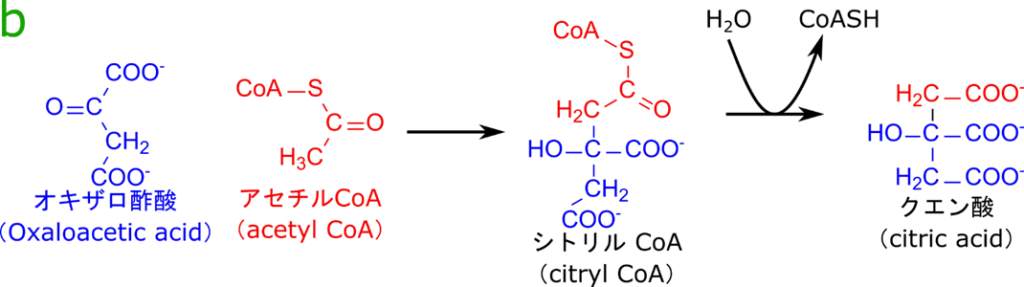 オキサロ酢酸とアセチル CoA が縮合してシトリル CoA がいったん合成され、CoA が脱離するとクエン酸に変換される