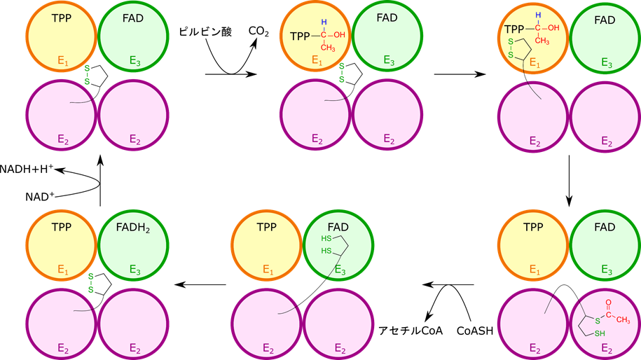 ピルビン酸は炭酸を放出した上でチアミン二リン酸と結合することで複合体と相互作用します。その後 E1 の作用でリポアミドと反応してアセチルリポアミドが生成されます。すると生成物は E2 に移行します。E2ではアセチル基が CoA に引き渡されて放出されます。するとジヒドロリポアミドは E3 に移行します。E3では酸化されてジヒドロリポアミドがリポアミドに変換されて吐き出されます。一方でNAD+により酸化されて FADH2がFADに変換されて元通りになります。