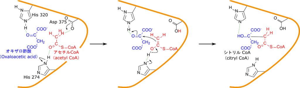 オキサロ酢酸はヒスチジンと水素結合を形成する。一方でアセチル CoA のメチル基がアスパラギン酸のカルボキシル基によりプロトンが引き抜かれる。アセチル CoA の π 電子がオキサロ酢酸の δ+ 性炭素を求核的に攻撃して付加する。