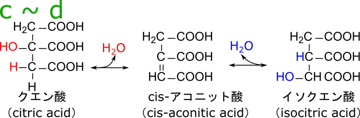 クエン酸がいったん脱水され、水付加されると水酸基と水素が交換されてイソクエン酸が生成する。