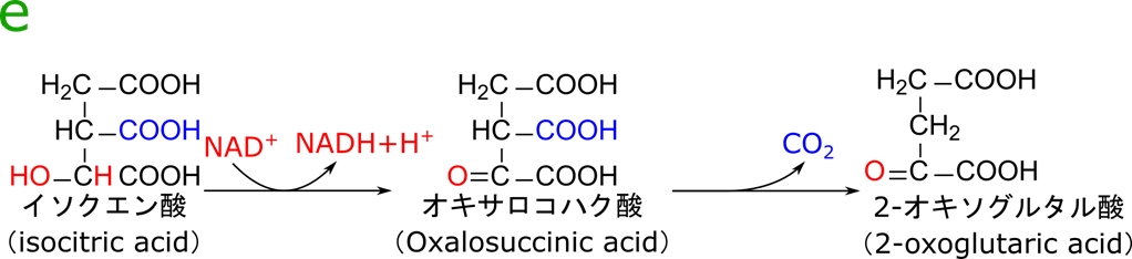 イソクエン酸が酸化されてオキサロコハク酸に変換されます。この際、NADH が産生されます。その後、オキサロコハク酸のカルボキシル基が炭酸として脱離して 2-オキソグルタル酸が産生されます
