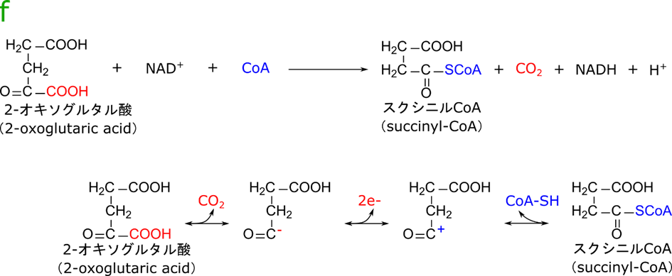 2-オキソグルタル酸から炭酸が遊離するとアニオンを介して酸化され、電子が引き抜かれるとカチオンが形成される。その後 CoA が縮合してスクシニル CoA に変換される