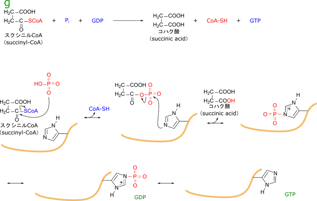 スクシニル CoA のチオエステルの δ+ 性炭素をリン酸基の非共有電子対が求核的に攻撃して CoA と交換される。すると酵素上のヒスチジン残基がリン酸が作用してリン酸基を引き取る。その結果、産生されたコハク酸が遊離する。一方でリン酸基が結合したヒスチジン残基は移動して GDP と反応し、リン酸基を引き渡す。この際GTP が生成される