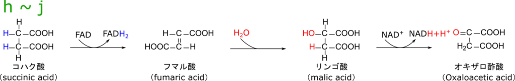 コハク酸が酸化されるとフマル酸が産生される。この際 FADH2  が産生される。その後水が付加するとリンゴ酸が産生される。その後、リンゴ酸が酸化されるとオキサロ酢酸が産生される。この際、NADH が生成される