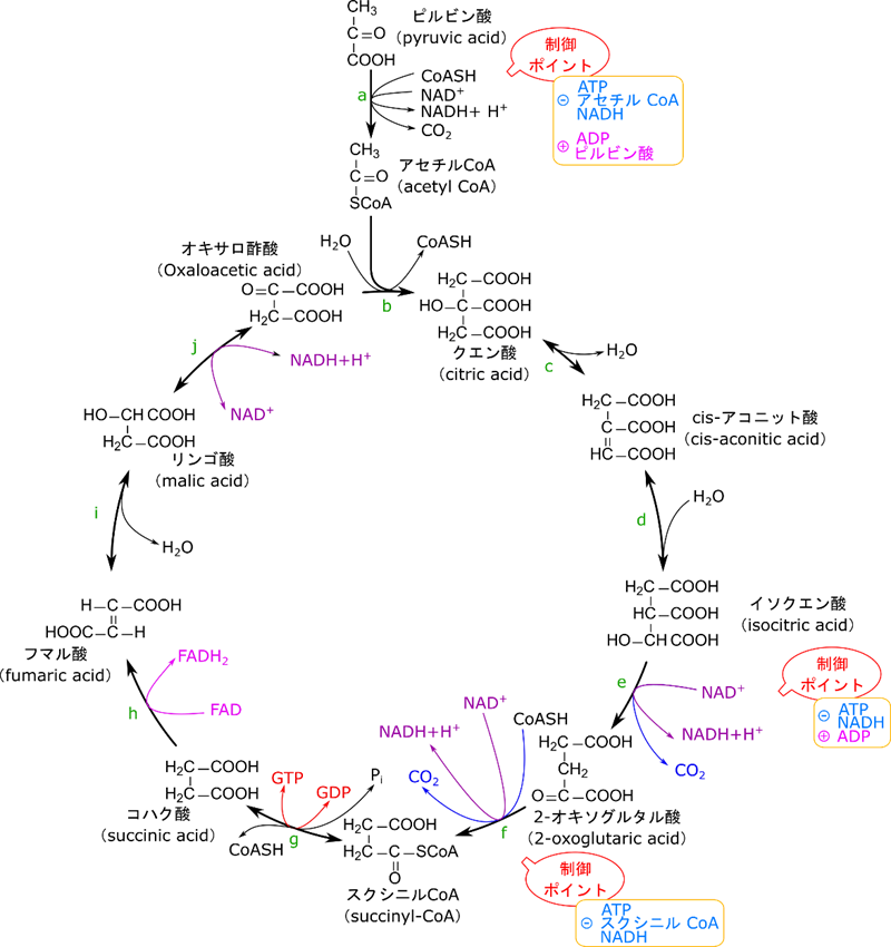TCA回路の制御段階を示す。TCA回路の制御はピルビン酸からアセチルCoAへの変換段階と、イソクエン酸から2-オキソグルタル酸への変換段階、2-オキソグルタル酸からスクシニルCoAへの変換段階の3段階で制御を受ける