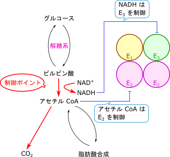 ピルビン酸はグルコースに合成することが可能ですが、一度アセチル CoA になると TCA回路に入って炭酸まで異化されるか、脂肪酸合成に使用されるしかない。アセチル CoA はE2サブユニットに、NADH はE3サブユニットに直接結合して抑制する
