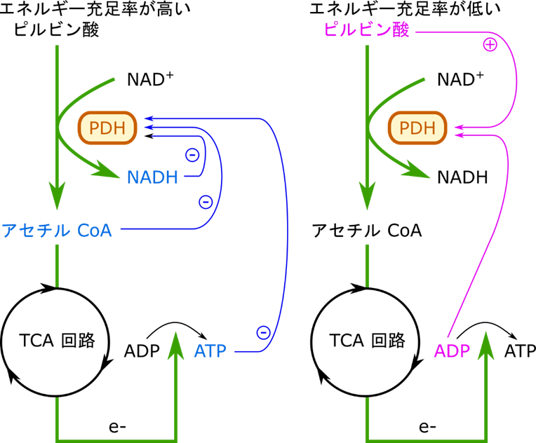 NADH、アセチル CoA、ATP濃度が高い場合、ピルビン酸デヒドロゲナーゼの活性は阻害される。一方でピルビン酸とADPが高濃度になるとピルビン酸デヒドロゲナーゼの活性は促進される