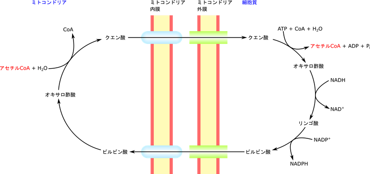 脂肪酸やステロール合成に使用されるアセチル CoA はミトコンドリアのマトリックスで合成される。その運搬は一度クエン酸に変換されたのちに、クエン酸が細胞質に運搬されたのち、分化されると同時に CoA が付加されてアセチル CoA が合成されることで供給されます。