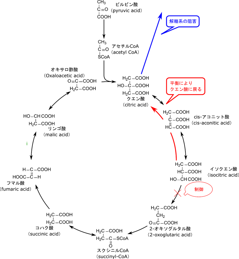 イソクエン酸デヒドロゲナーゼが制御を受けるとクエン酸が蓄積して解糖系が阻害される
