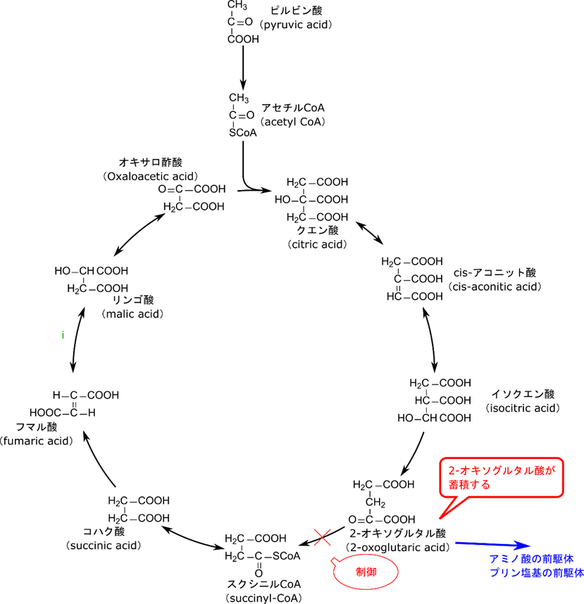 2-オキソグルタル酸デヒドロゲナーゼが制御を受けると2-オキソグルタル酸が蓄積する。この蓄積した 2-オキソグルタル酸はアミノ酸合成やアミノ酸合成を介したプリン塩基合成に使用される