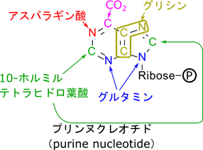 プリンの各元素はアスパラギン酸、炭酸、グリシン、グルタミン酸、10-ホルミルテトラヒドロ葉酸から供与されている