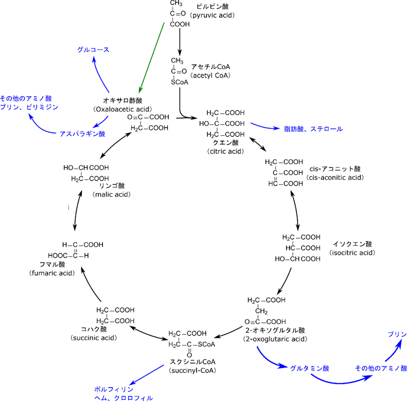 TCA 回路からは様々な物質の前駆体が供給される。クエン酸は脂肪酸、ステロールの前駆体。2-オキソグルタル酸はグルタミン酸、その他のアミノ酸、プリン塩基の前駆体。スクシニルCoAはポルフィリン、ヘム、クロロフィルの前駆体。オキサロ酢酸はアスパラギン酸、その他のアミノ酸、プリン塩基、ピリミジン塩基の前駆体。また、オキサロ酢酸はグルコースの前駆体にもなる。前駆体を供給した結果、TCA 回路の構成分子が不足するとピルビン酸がオキサロ酢酸に変換されて供給される。