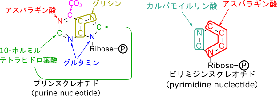 プリンの各元素はアスパラギン酸、炭酸、グリシン、グルタミン酸、10-ホルミルテトラヒドロ葉酸から供与されている
ピリミジンの場合はカルバモイルリン酸、アスパラギン酸から供与されている