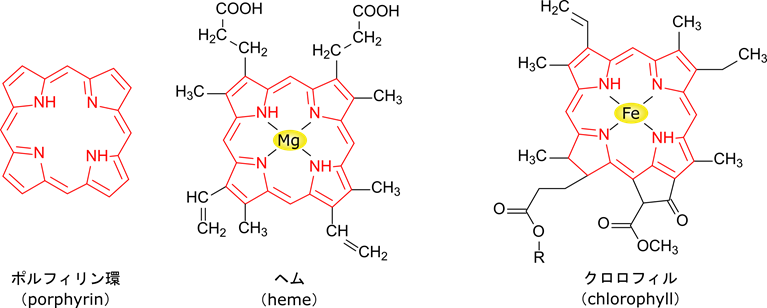 ポルフィリン環はピロール環が四つ会合した構造をしている。ヘム、クロロフィルにはポルフィリン環が含まれている