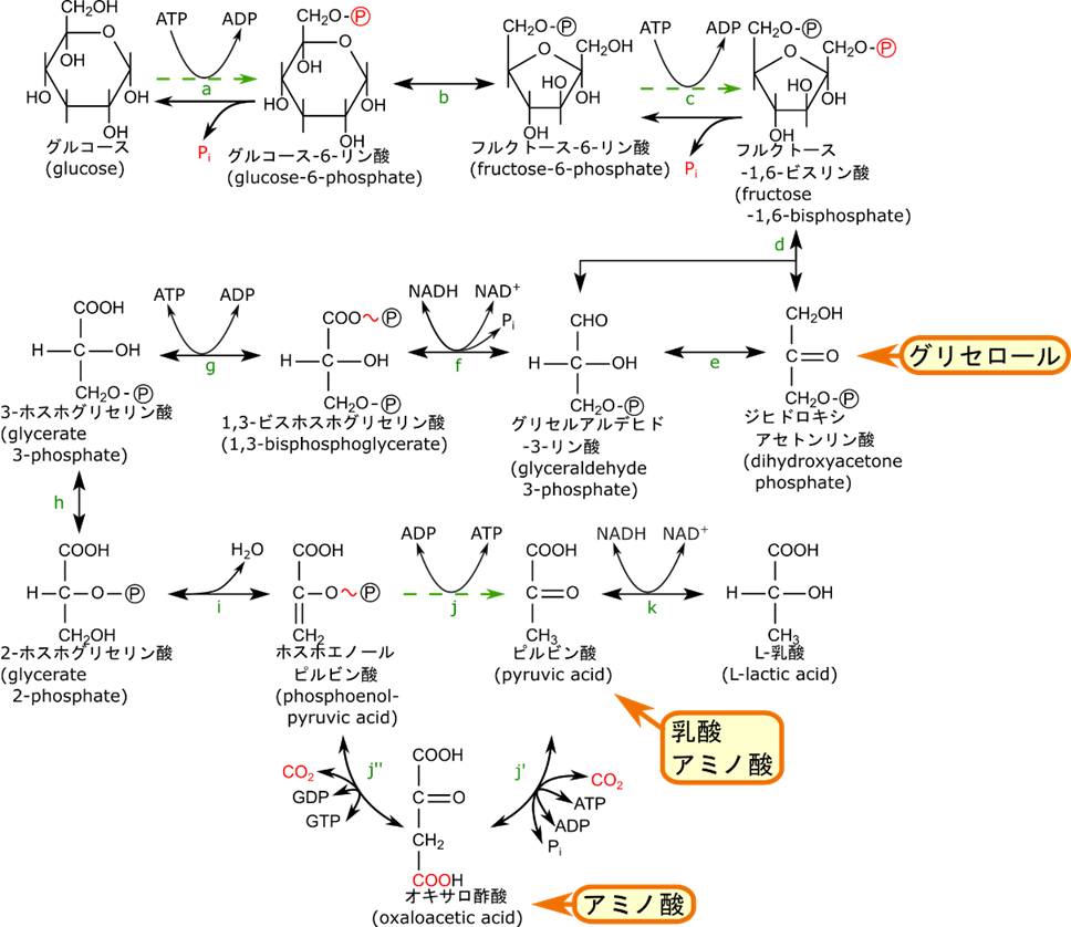 アミノ酸はオキサロ酢酸又はピルビン酸に、乳酸はピルビン酸に変換されてから糖新生に入る。糖新生は解糖系の逆経路をたどるが、反応 j は迂回経路を、反応 a, c は異なる酵素が触媒する反応が進行する