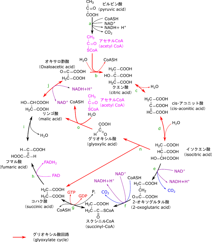 植物や一部の細菌に見られる経路。TCA 回路のイソクエン酸からリンゴ酸にグリオキシル酸を介してバイパスされる。イソクエン酸からグリオキシル酸が生成される反応ではコハク酸が産生される。この回路ではアセチルCoAが二分子消費されてコハク酸が生成される
