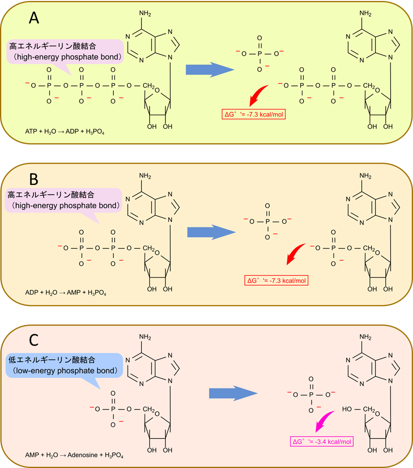 ATP や ADP からリン酸基が一つ遊離すると -7.3 kcal/mol のギブスエネルギー変化が生じる。このような結合は高エネルギーリン酸結合と呼ばれる。一方で AMP からリン酸基を遊離させた場合は -3.4 kcal/mol しか発生しない。このような結合は低エネルギーリン酸結合と呼ばれます。