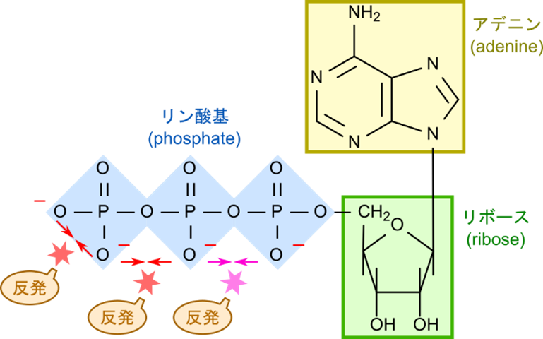 アデノシン三リン酸はアデニンとリボース、リン酸基から成り立っている。リン酸基は三つが結合しており、この結合にエネルギーが蓄えられている