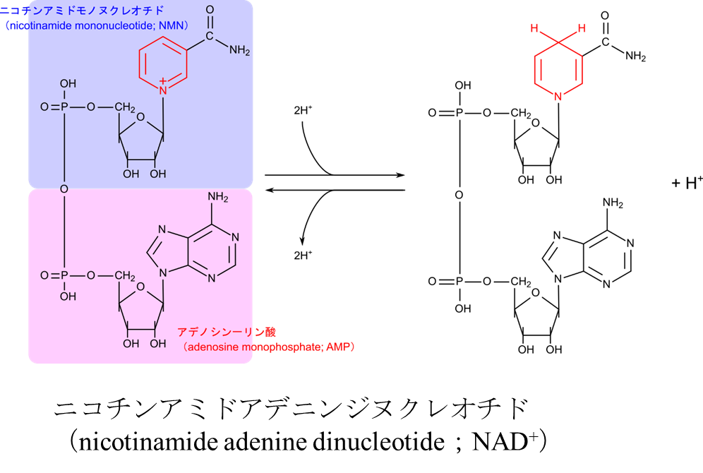ニコチンアミドアデニンジヌクレオチドはニコチンアミドモノヌクレオチドにアデノシン一リン酸がリン酸基を介して会合した構造している。電子とプロトンを受け取ると還元型に変換される
