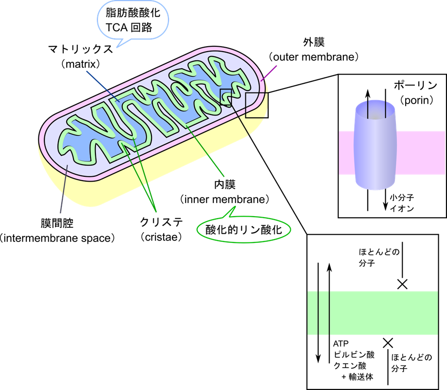 ミトコンドリアは内膜で囲まれたマトリックスと外膜と内膜の間の空間、膜間腔を持ち、外膜で外部と隔てられている。外膜にはポーリンと呼ばれるタンパク質が多数存在して、穴を形成している。このため、外膜は多くの小分子やイオンを通過させることができる。一方で内膜にはこのような穴はなくほとんどの分子は通過できない。ATP、ピルビン酸など限られた分子だけが通過することができる