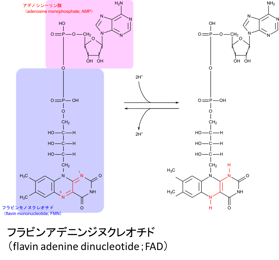 フラビンアデニンジヌクレオチドはフラビンモノヌクレオチドにアデノシン一リン酸がリン酸基を介して会合した構造している。電子とプロトンを受け取ると還元型に変換される