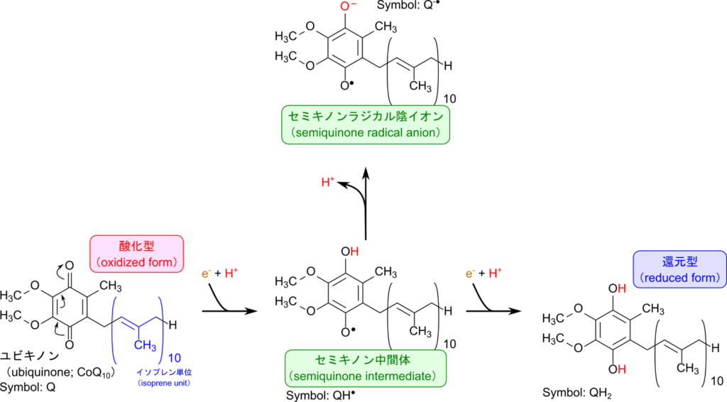 ユビキノンはキノンにイソプレンが複数結合した構造をとる。キノンが電子を一つ受け取ると一つ目の段階の還元型をとる。この構造はプロトンを失い、アニオン型を取る場合がある。さらに電子を一つ受け取ると第二の還元型を与える