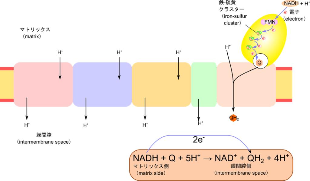 NADH-Q レダクターゼ複合体は電子を受け取るとユビキノンを還元型に還元するとともにコンフォメーションの変化を生じてプロトンをマトリックス側から細胞質側へ汲み出す