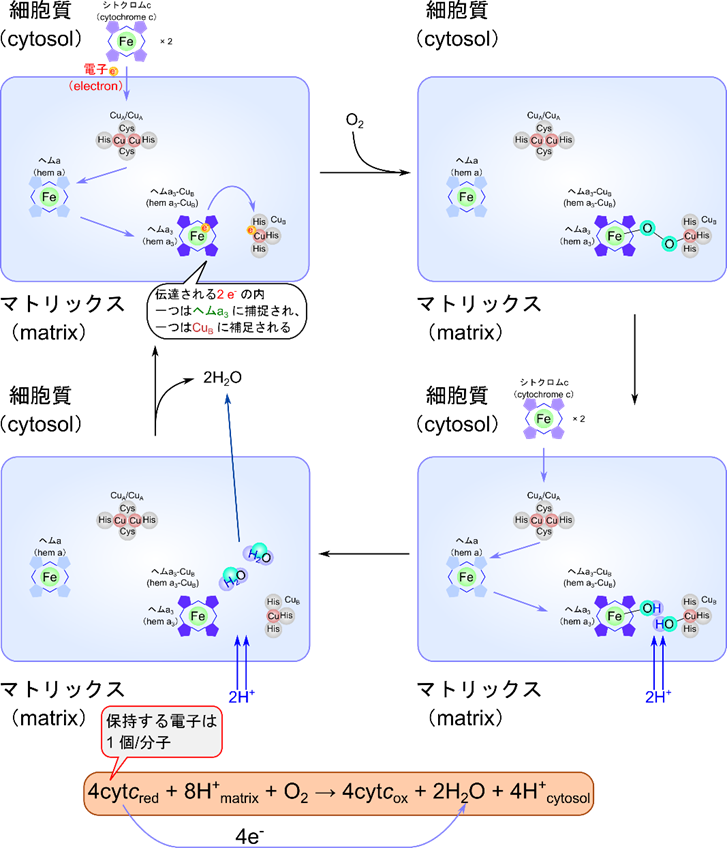 シトクロムcオキシダーゼ複合体はシトクロムcから電子が供給されるとヘムa3とCuBにそれぞれ一つずつ電子が渡される。ヘムa3とCuBが酸素分子が補足される。補足された酸素にプロトンが供給されて最終的に水分子として遊離します。この過程で渡された電子を利用して酸素が還元された水に変換され、この過程でプロトンが