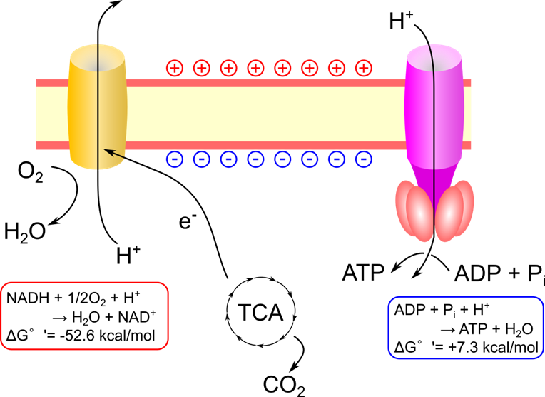 TCA 回路からはNADHを介して電子が供給される。この電子を利用してプロトンポンプが駆動し、プロトンを汲み出す。プロトンが汲み出されると電位差が生じるが、この電位差のためにプロトンは元に戻ろうとする力を利用してATPを産生する。