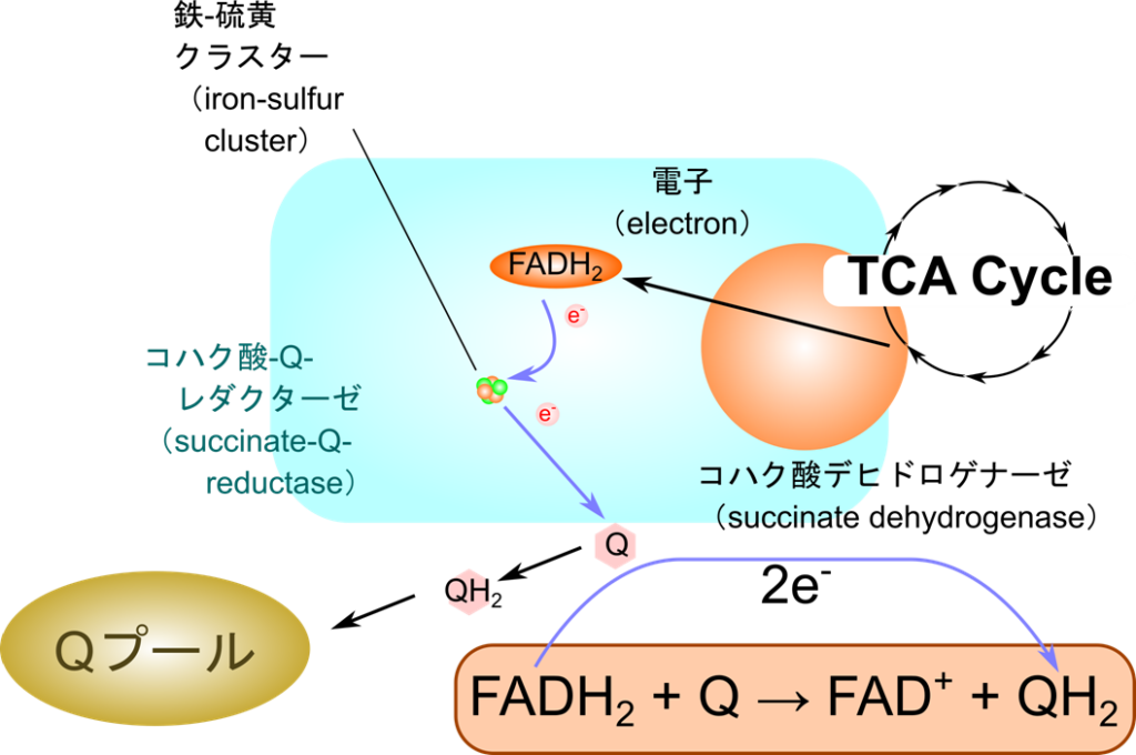 コハク酸-Q レダクターゼ複合体はコハク酸デヒドロゲナーゼを内包し、コハク酸の酸化で産生された FADH2を酸化してFADに戻す。この際得られた電子は複合体内の鉄-硫黄クラスターを介してユビキノンに渡されて電子伝達系に電子を伝達していく