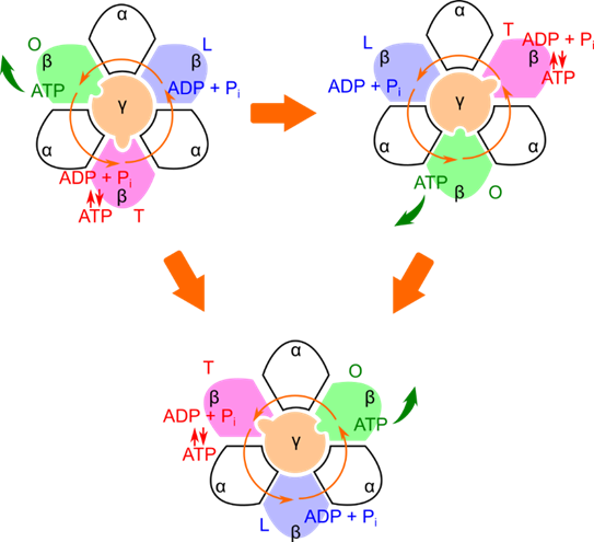 L 状態になったβサブユニットではADPと無機リン酸が結合する。γサブユニットが回転するとT状態となり、ATP合成が行われる。さらにγサブユニットが回転するとO場外となりATPが放出される。この過程が繰り返し行われることでATP産生が次々に行われる