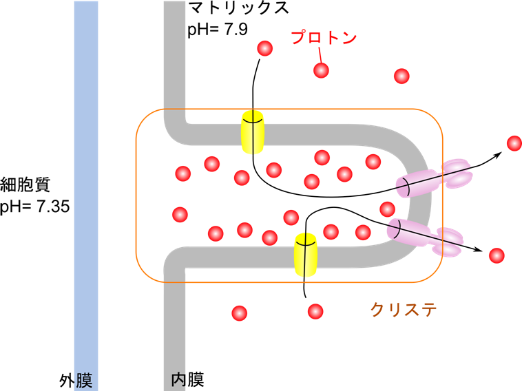 ひだ構造を利用することでプロトンの濃度が局所的に高まる。このことを利用することで十分なプロトン勾配を形成することができる。