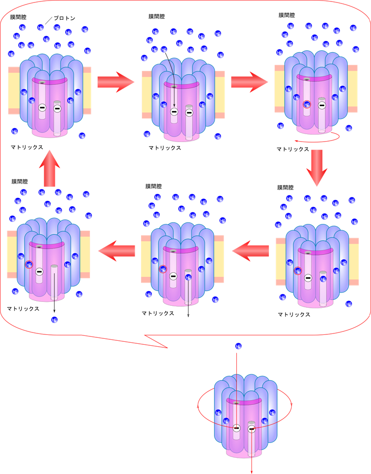 a サブユニットには細胞質側に開口部を向けた半チャネルとマトリックス側に開口部を向けた半チャネルがある。細胞質側の半チャネル内でプロトンがcサブユニットにプロトンが補足されるとcリングが回転する。この過程が次々に行われて一周するとマトリックス側の半チャネルに至りプロトンが放出される。このプロトンの流れによりcリングが回転する
